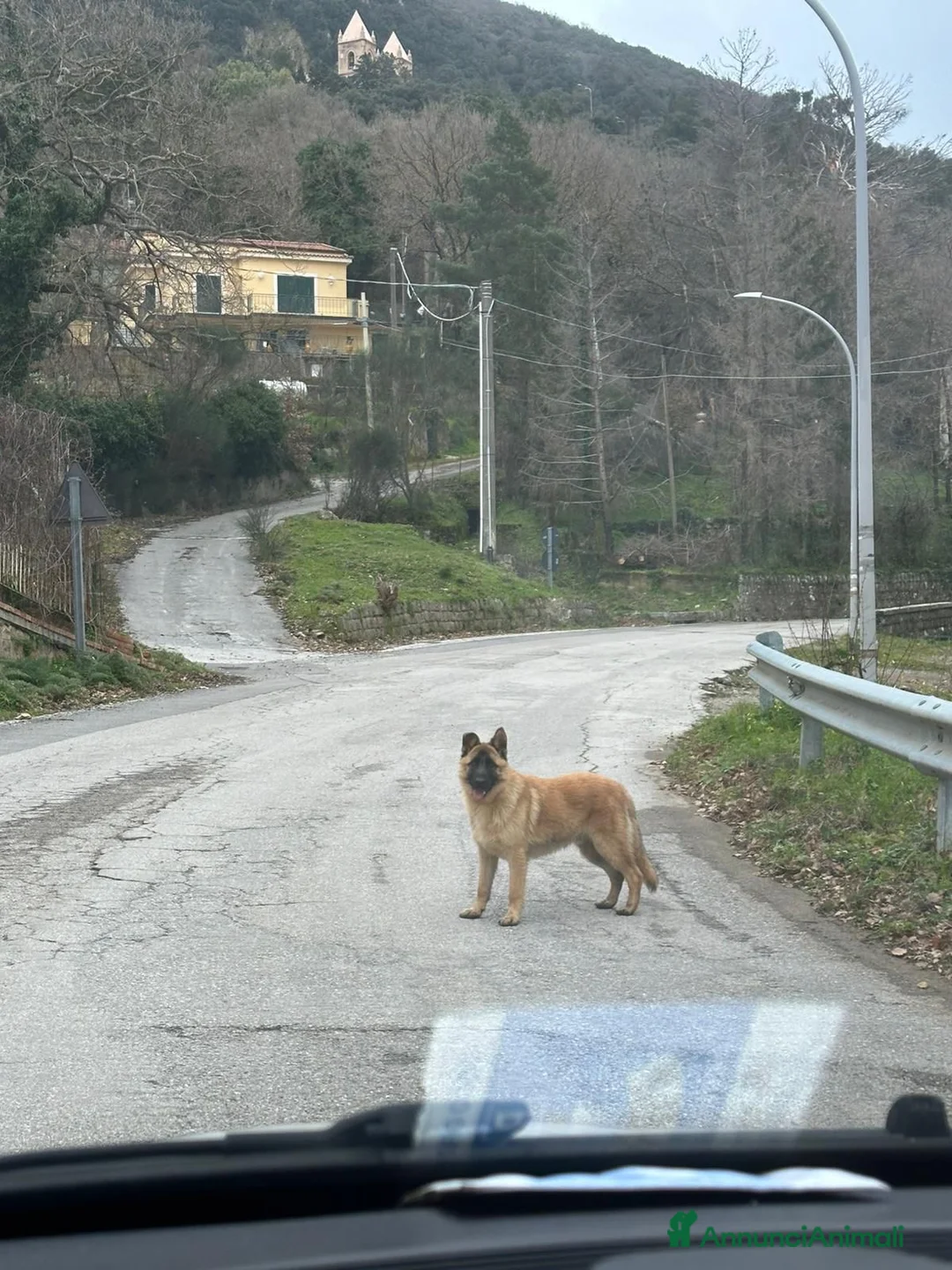 Pastore Tedesco cani in regalo: ADOZ.DEL CUOR:cerca famiglia che loami!Buttato via - Annuncio 2