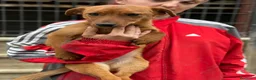Meticcio cani in regalo: NIKITA, cucciola mix PINSCHER! Dolcissima - Annuncio 5