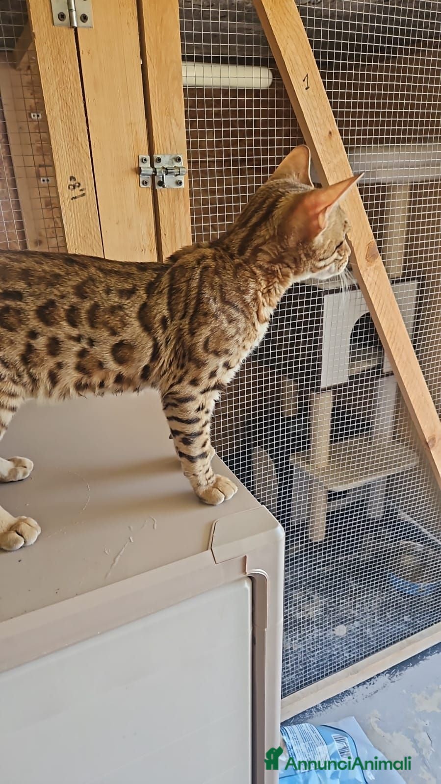 Bengala gatti Gatto bengala rimborso spese - Annuncio 21