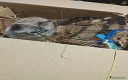 Siamese gatti per accoppiamento: Siamese per accoppiamento a Provincia di Monza e della Brianza - Immagine 4