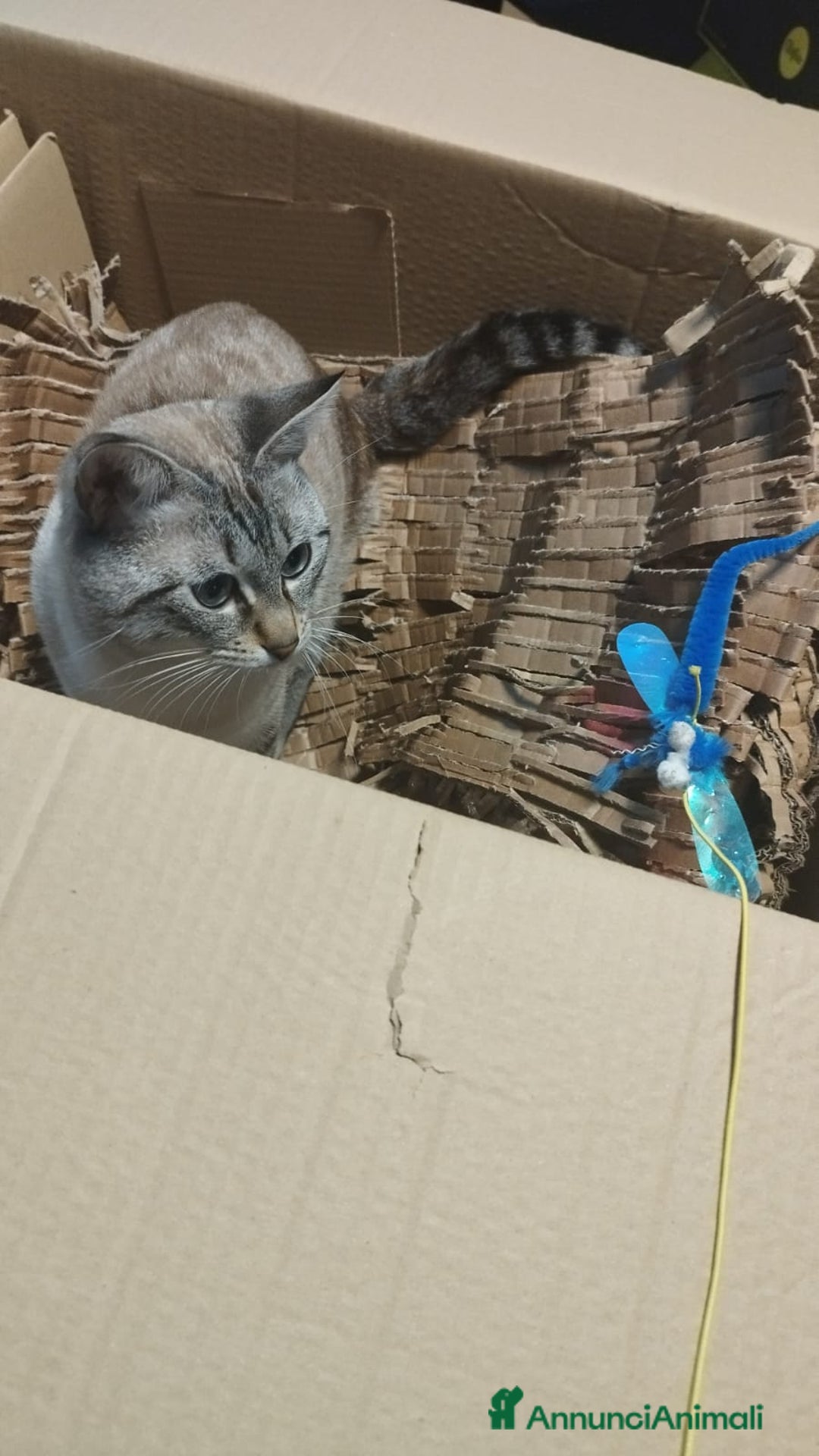Siamese gatti per accoppiamento: Siamese per accoppiamento a Provincia di Monza e della Brianza - Immagine 4