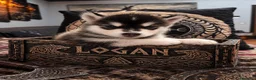 Alaskan Malamute cani in vendita: CUCCIOLI DI ALASKAN MALAMUTE ROMA - Annuncio 11