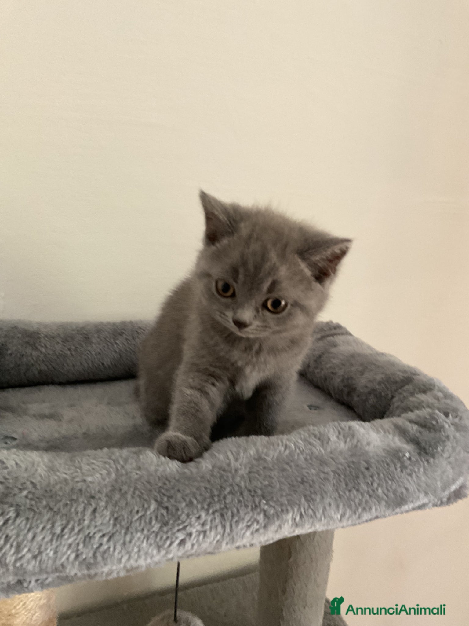 Scottish gatti in vendita: Gattino scottish - Annuncio 3