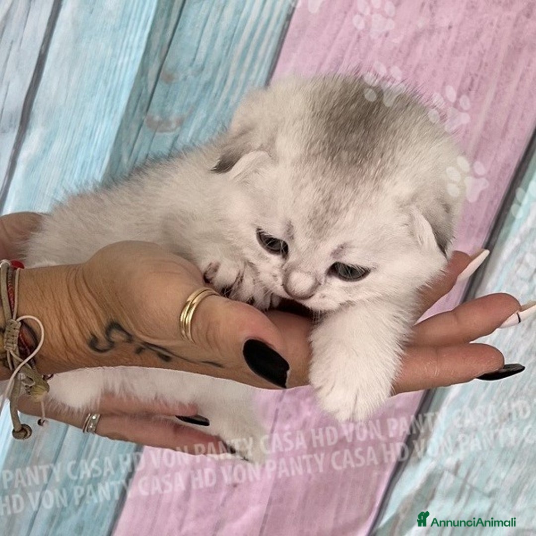 Scottish gatti in vendita: Cucciole Scottish Fold - Annuncio 7
