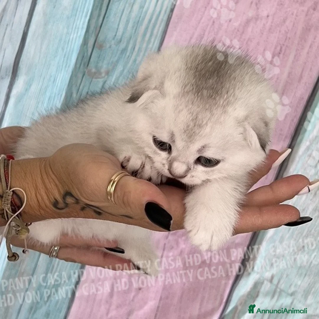 Scottish gatti in vendita: Cucciole Scottish Fold - Annuncio 12