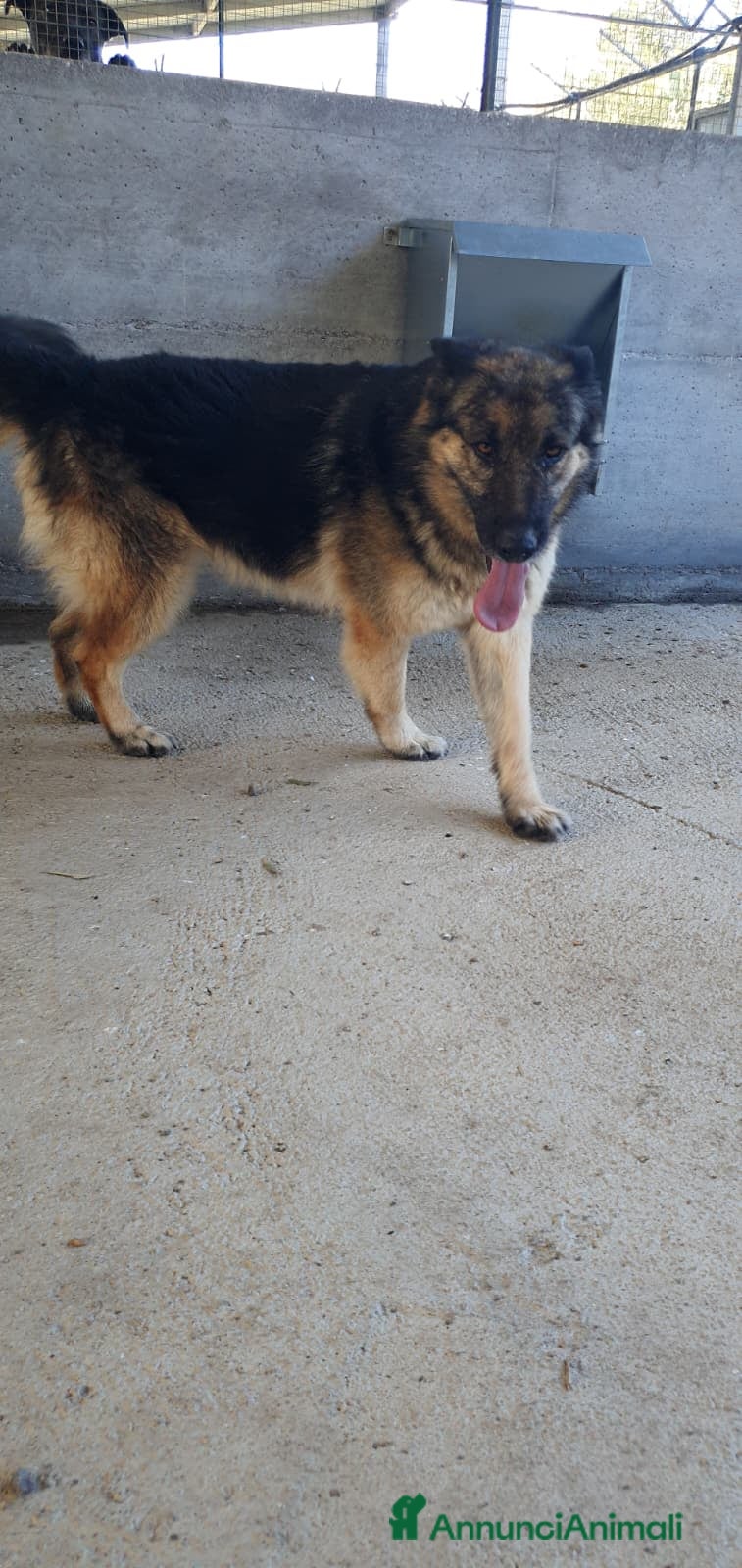 Pastore Tedesco cani Furia, pastore tedesco di pura razza in canile - Annuncio 4