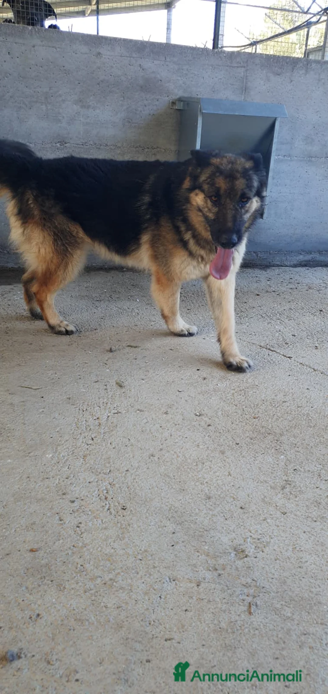 Pastore Tedesco cani in regalo: Furia, pastore tedesco di pura razza in canile - Annuncio 1