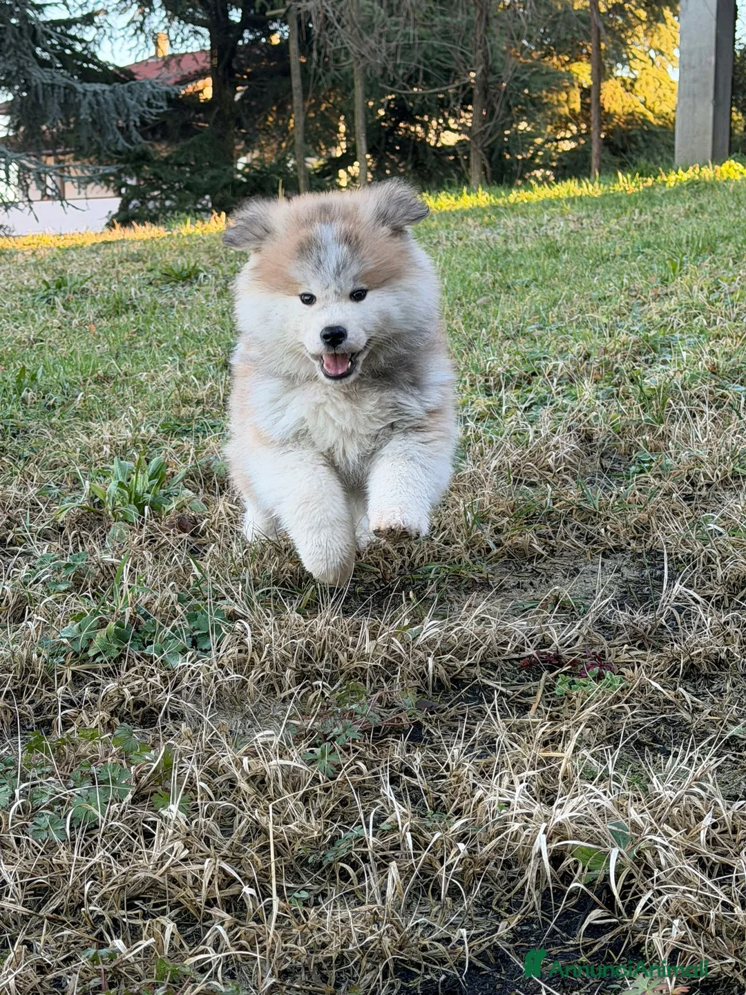 Akita Inu cani in vendita: Cuccioli akita Inupelo lungo  - Annuncio 8