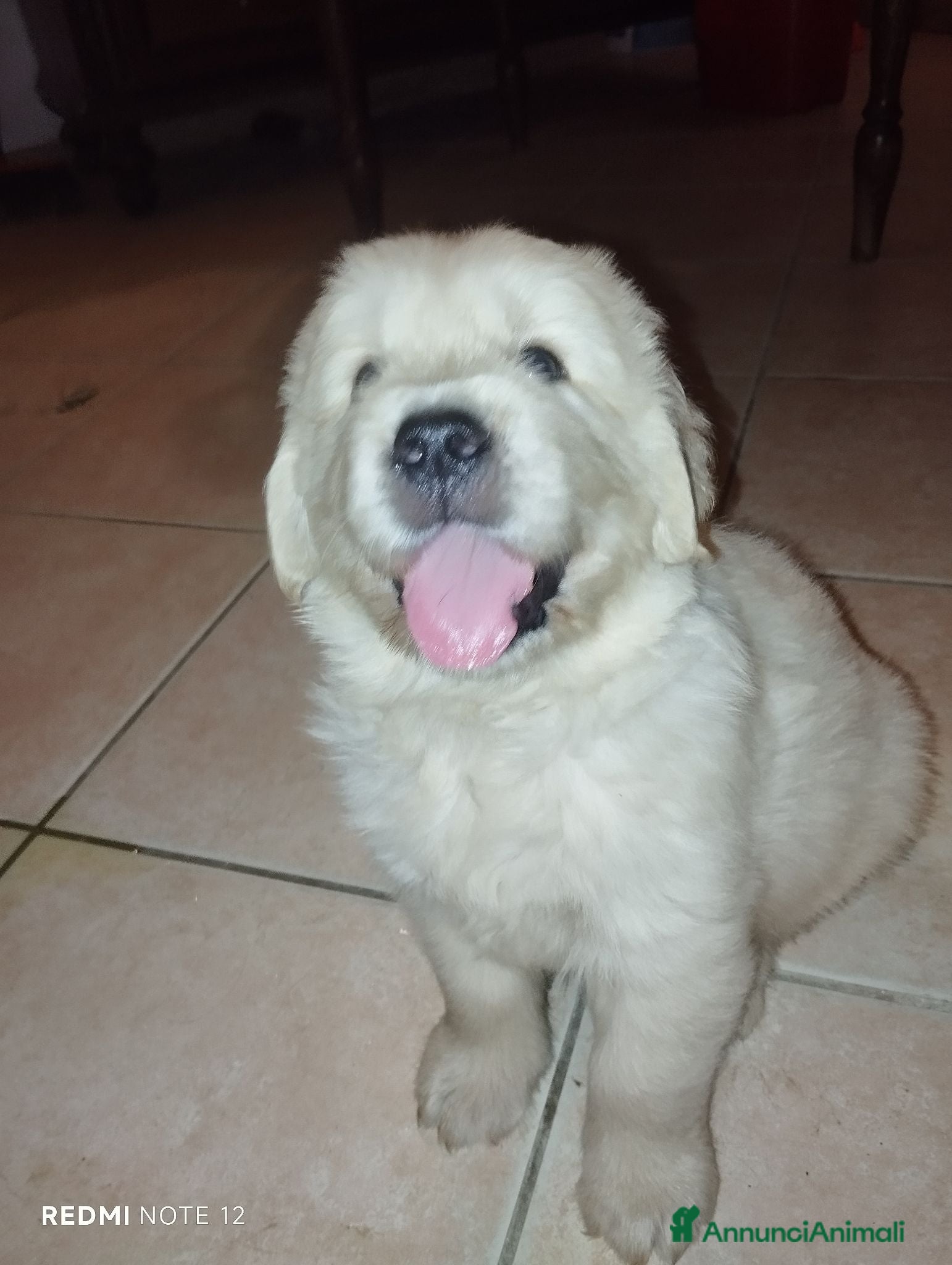 Golden Retriever cani Golden sel. caratterialmente/morfologicamente  - Annuncio 2