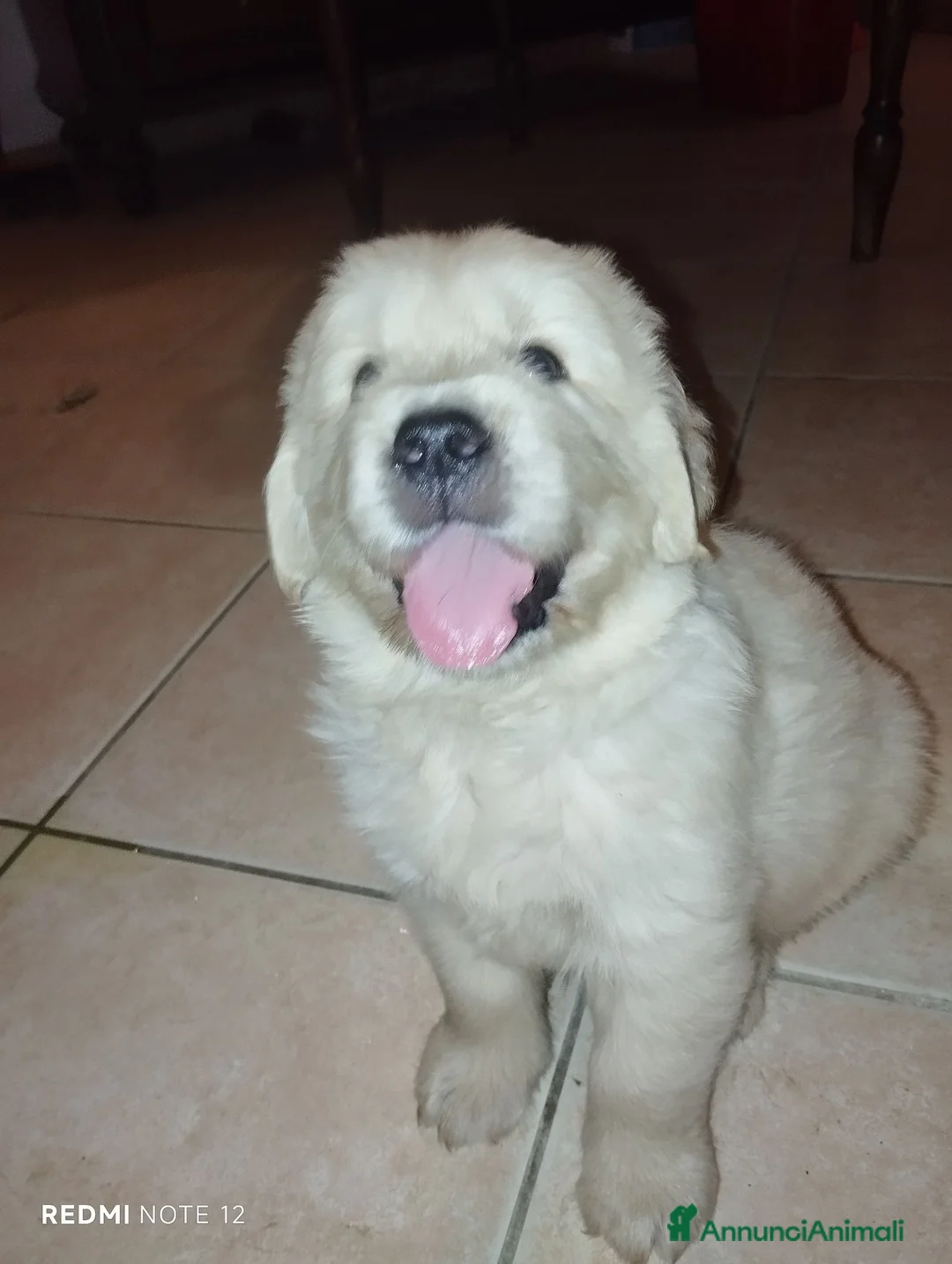 Golden Retriever cani in vendita: Golden sel. caratterialmente/morfologicamente  - Annuncio 2