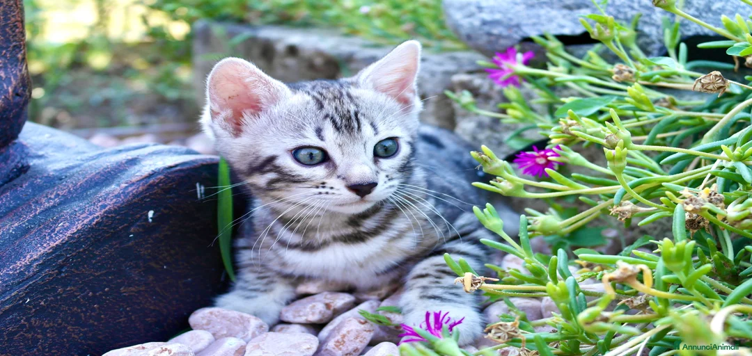 Immagine della galleria {{count}}