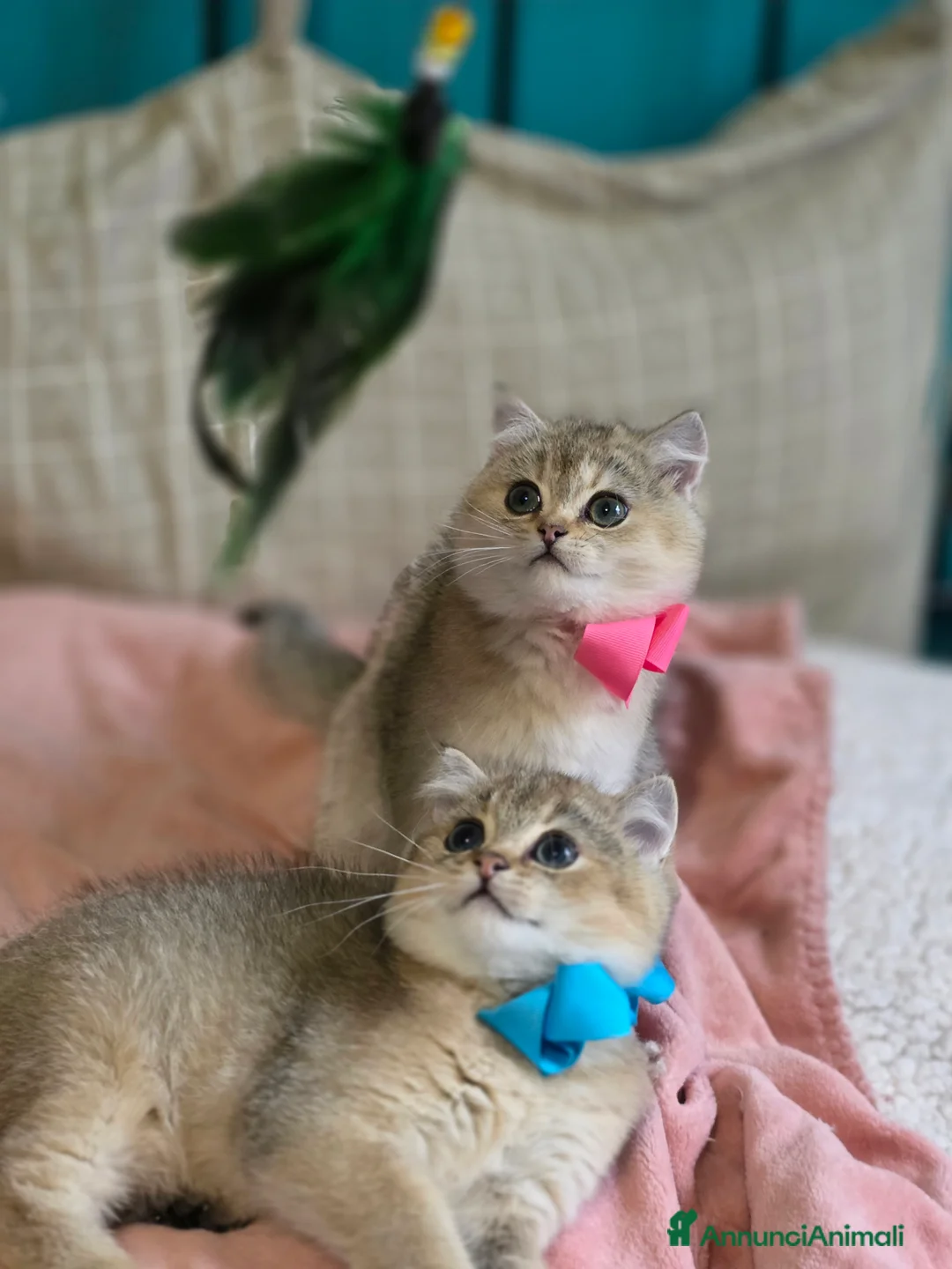 British gatti in vendita: Cuccioli British Shorthair Golden  - Annuncio 2