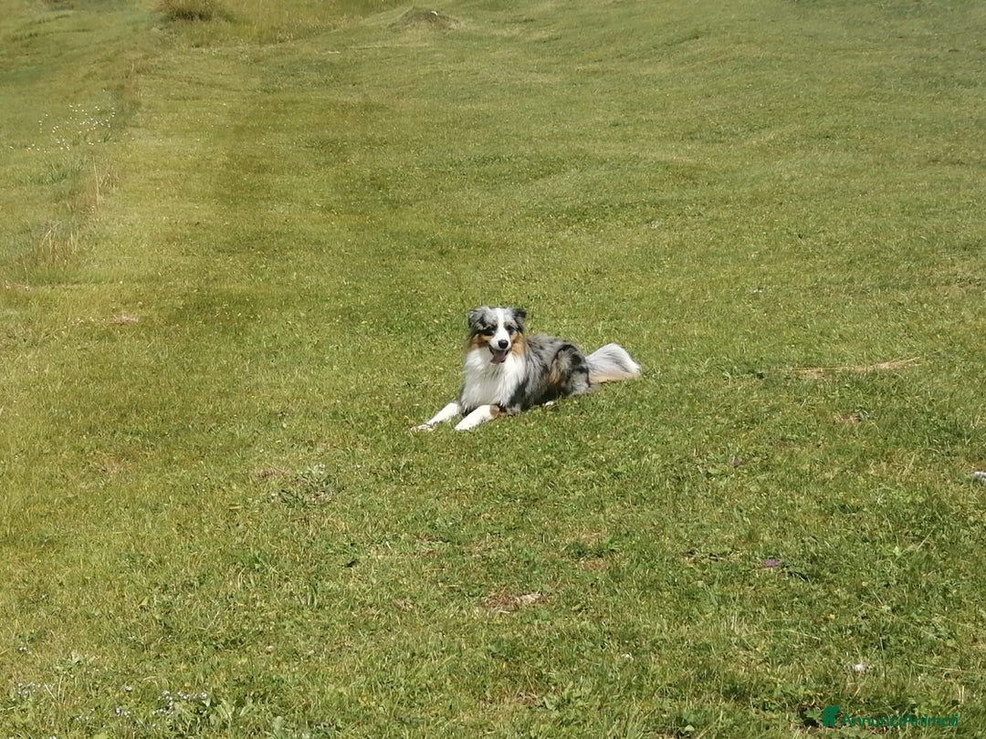 Australian Shepherd cani per accoppiamento: Cane da riproduzione - Annuncio 8