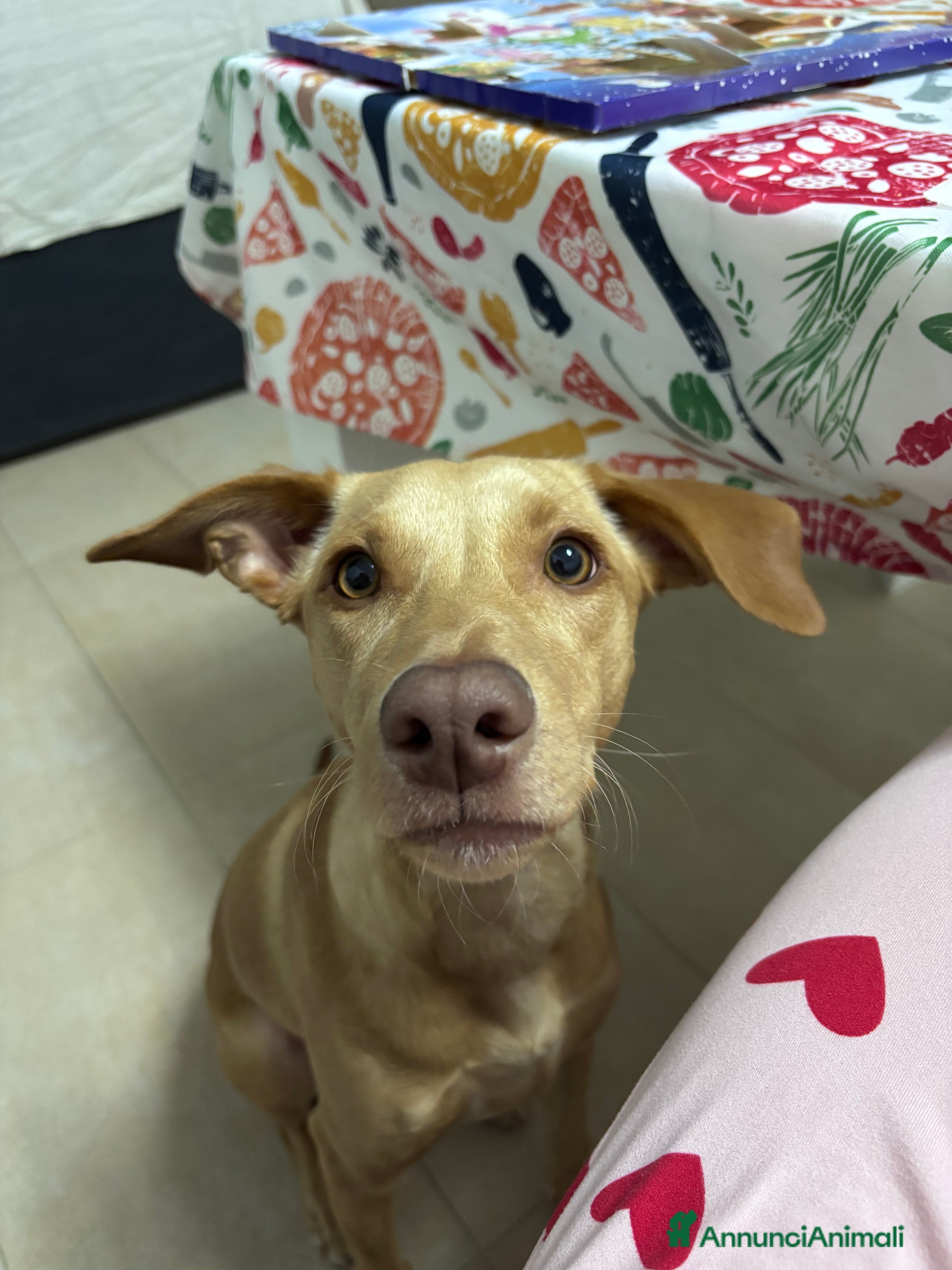 Meticcio cani Dafne cerca una nuova famiglia  - Annuncio 2