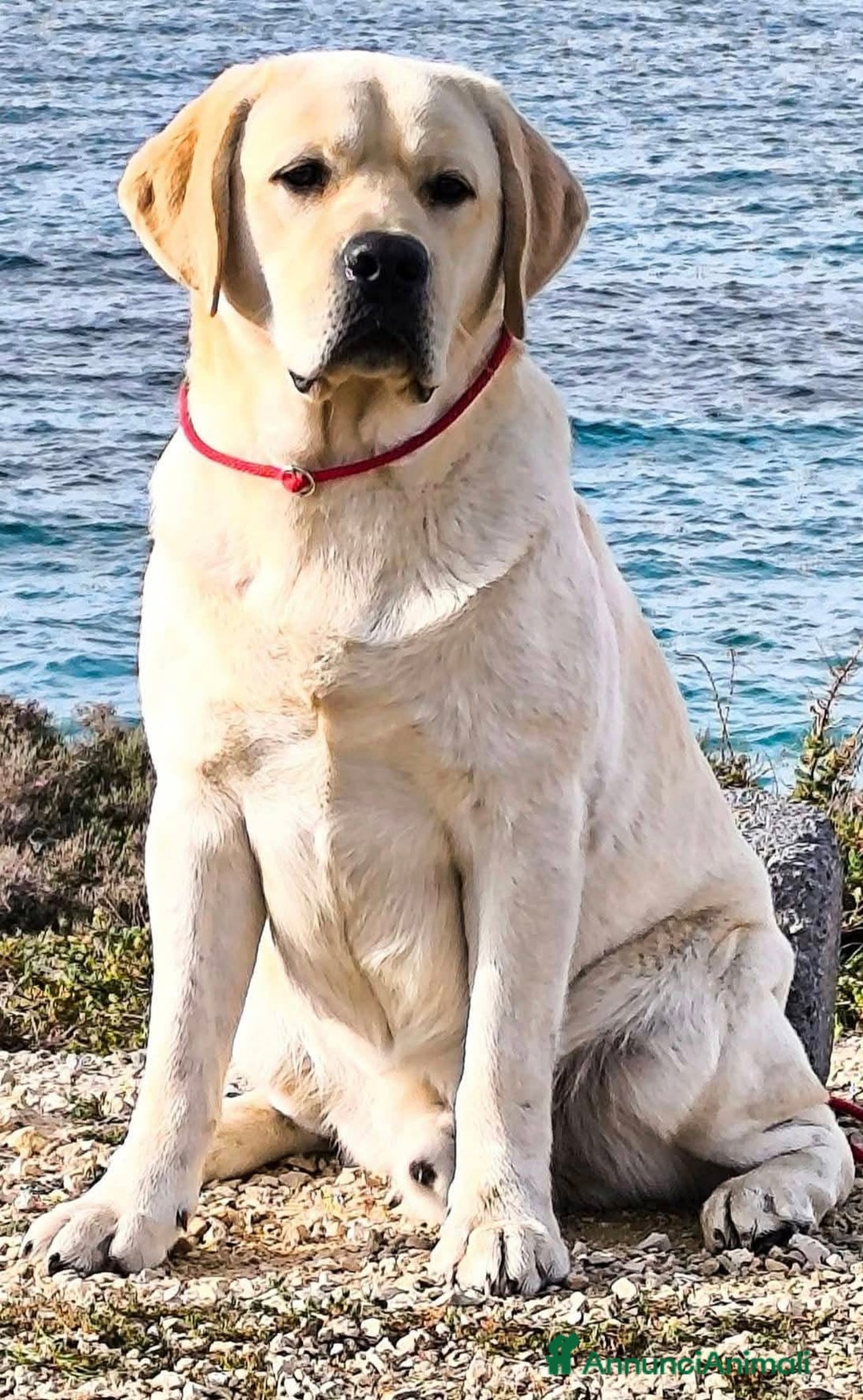Labrador cani in vendita: Cuccioli di Labrador Retriever Gialli - Annuncio 2