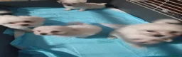 Maltese cani in vendita: Cuccioli maltese - Annuncio 3