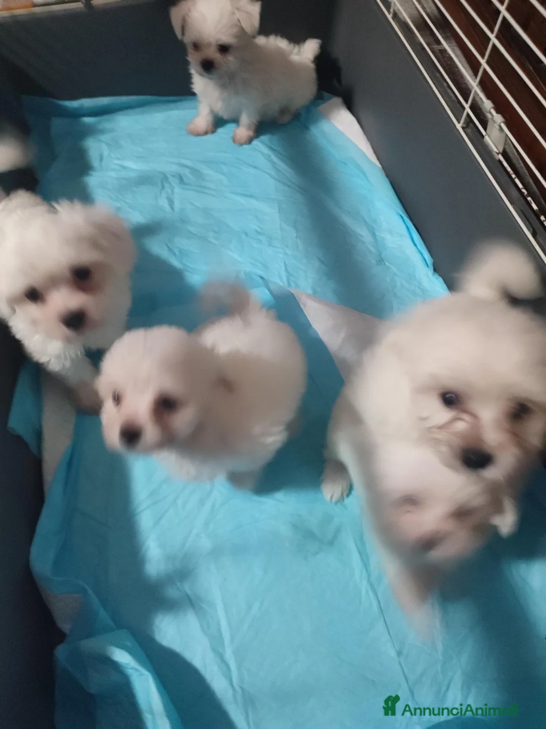 Maltese cani in vendita: Cuccioli maltese - Annuncio 3