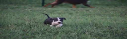 Pitbull cani in vendita: Cuccioli Pit Bull con pedigree anche a rate - Annuncio 27