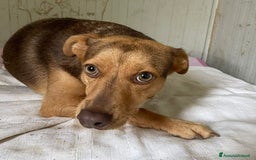 Meticcio cani in regalo: SOS BIANCANEVE - Immagine 4