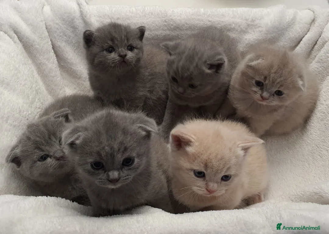 British gatti in vendita: Prenotasi cuccioli di gatto British short hair - Annuncio 8