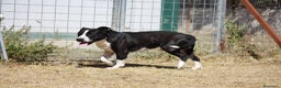 American Staffordshire cani in regalo: Thor richiuso in canile dopo l'abbandono - Annuncio 2