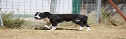 American Staffordshire cani in regalo: Thor richiuso in canile dopo l'abbandono - Annuncio 2