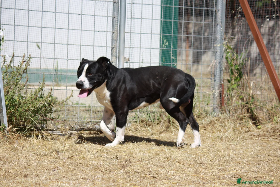American Staffordshire cani in regalo: Thor richiuso in canile dopo l'abbandono - Annuncio 2