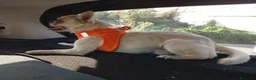 Chihuahua cani per accoppiamento: chiwuwua  - Annuncio 4