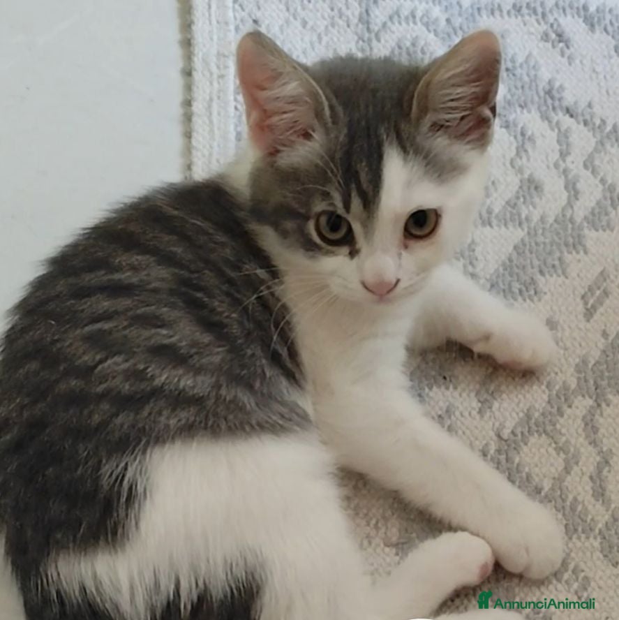 Europeo gatti Gattina gratis  - Annuncio 2
