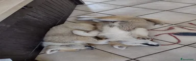 Akita Inu Cucciolo 4