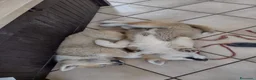 Akita Inu cani in vendita: Cuccioli di Akita giapponese  - Annuncio 4