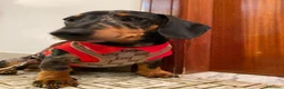 Bassotto Nano cani per accoppiamento: Gennarino cerca fidanzata - Annuncio 6