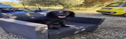 Meticcio cani in regalo: KEYLI cucciola taglia medio piccola - Annuncio 12