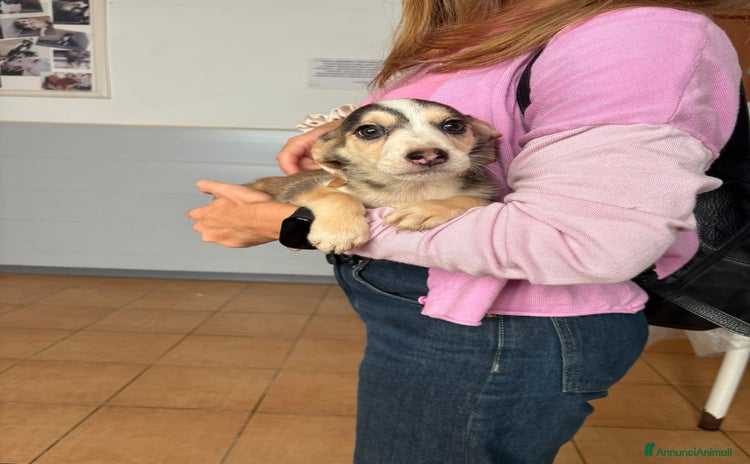 Beagle cani - Annuncio 1