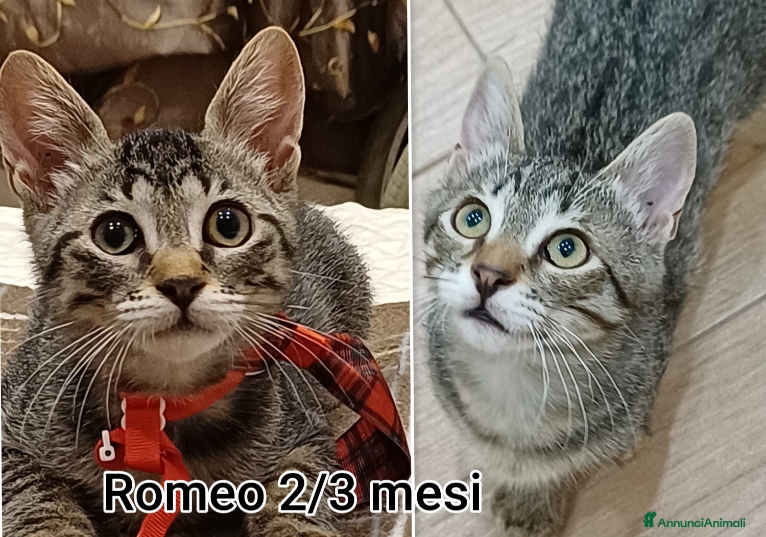 Meticcio gatti in regalo: TANTI MICINI SOLI! a Provincia di Vicenza - Annuncio 3
