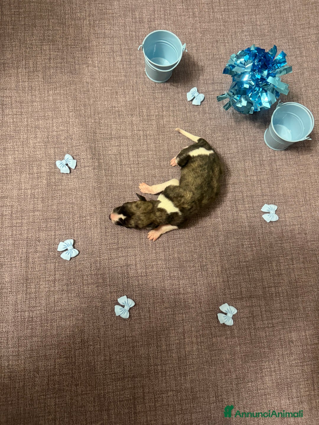 Whippet cani in vendita: Cucciolo levriero Whippet  - Annuncio 3