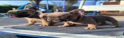Bulldog Francese cani in vendita: Cuccioli di Bulldog francese - Annuncio 11