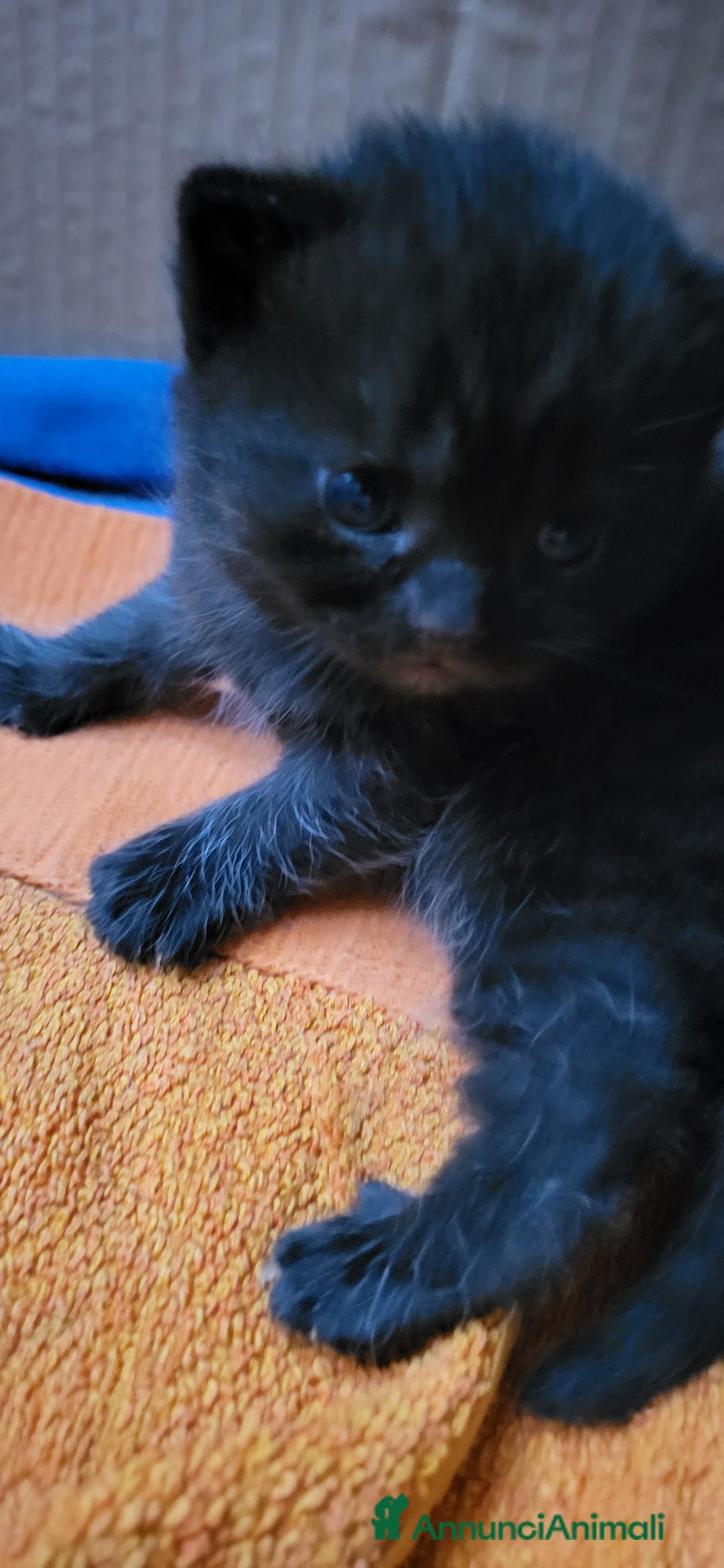 British gatti in vendita: 2 cuccioli british shorthair chocolate maschi a Città metropolitana di Milano - Immagine 2