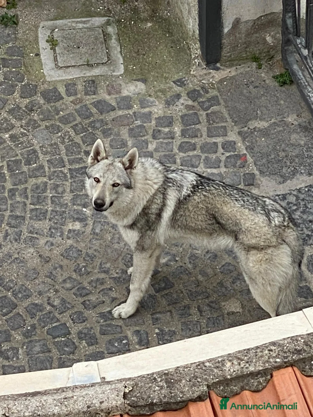 Lupo Cecoslovacco cani in regalo: Cane Lupo Cecoslovacco  a Città Metropolitana di Napoli - Annuncio 3