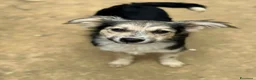 Meticcio cani in regalo: 3 cuccioli TAGLIA PICCOLA incredibilmente dolci! - Annuncio 7