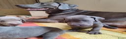 Weimaraner cani in vendita: Weimaraner  a Provincia autonoma di Bolzano - Alto Adige - Annuncio 4