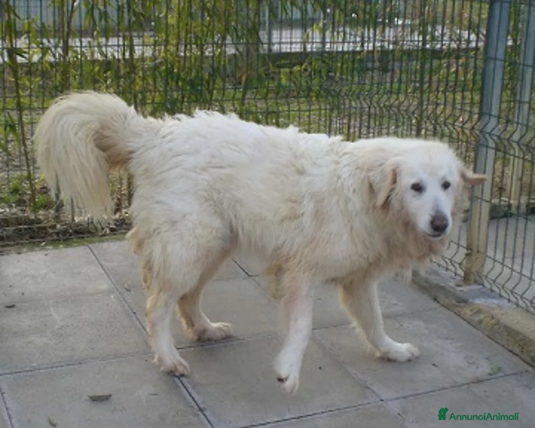 Meticcio cani in regalo: ORTENSIA affettuosa e fiduciosa - Annuncio 3