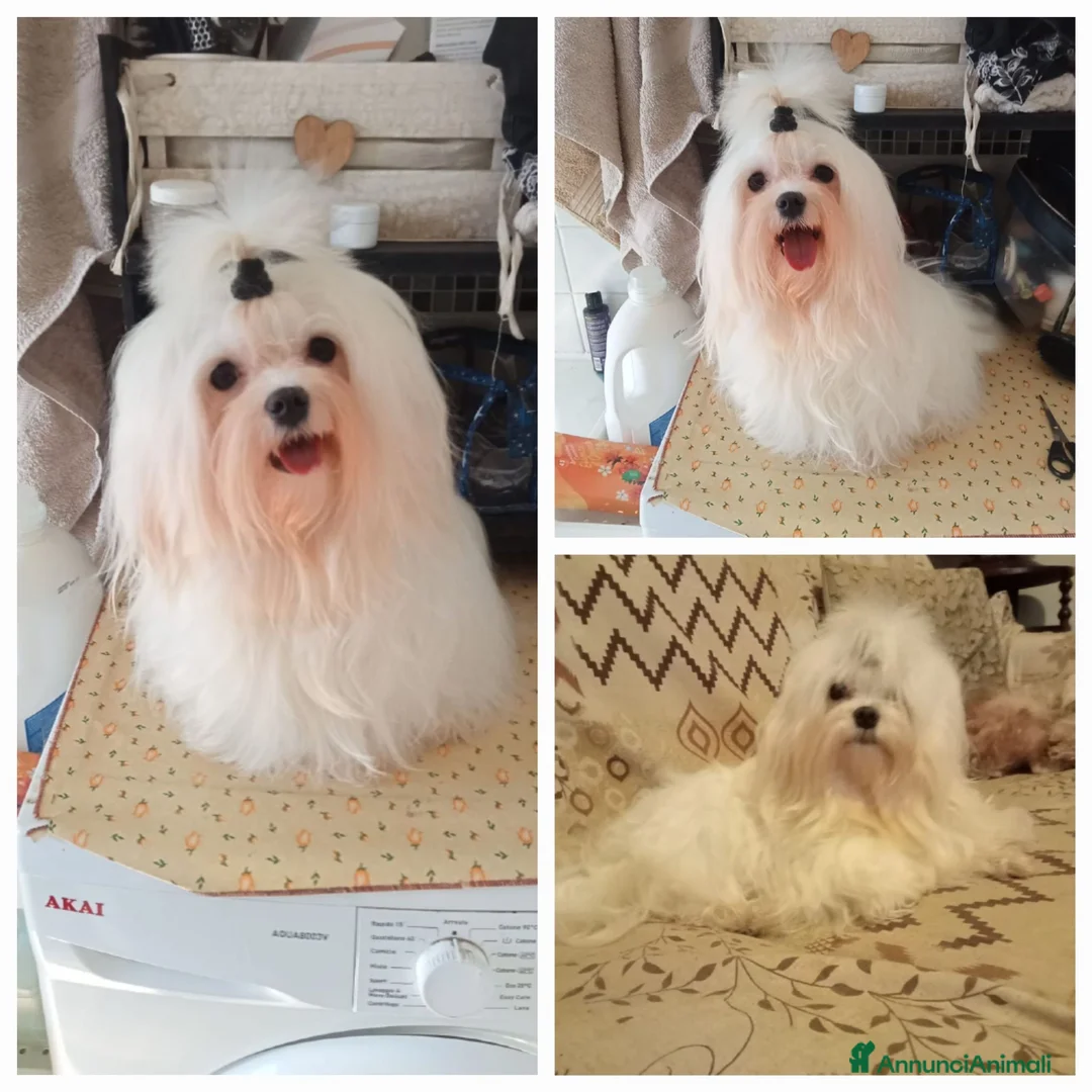 Maltipoo cani in vendita: CUCCIOLI MALTESE E MALTIPOO a Provincia di Pavia - Annuncio 1