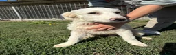 Meticcio cani in vendita: Cuccioli di taglia grande in adozione  a Provincia di Frosinone - Annuncio 2