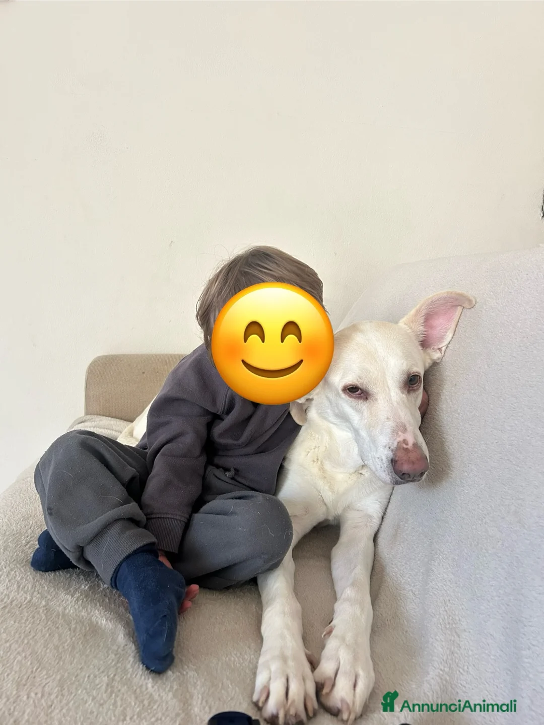 Meticcio cani in regalo: Femmina cerca nuova casa a Provincia di Vicenza - Annuncio 6