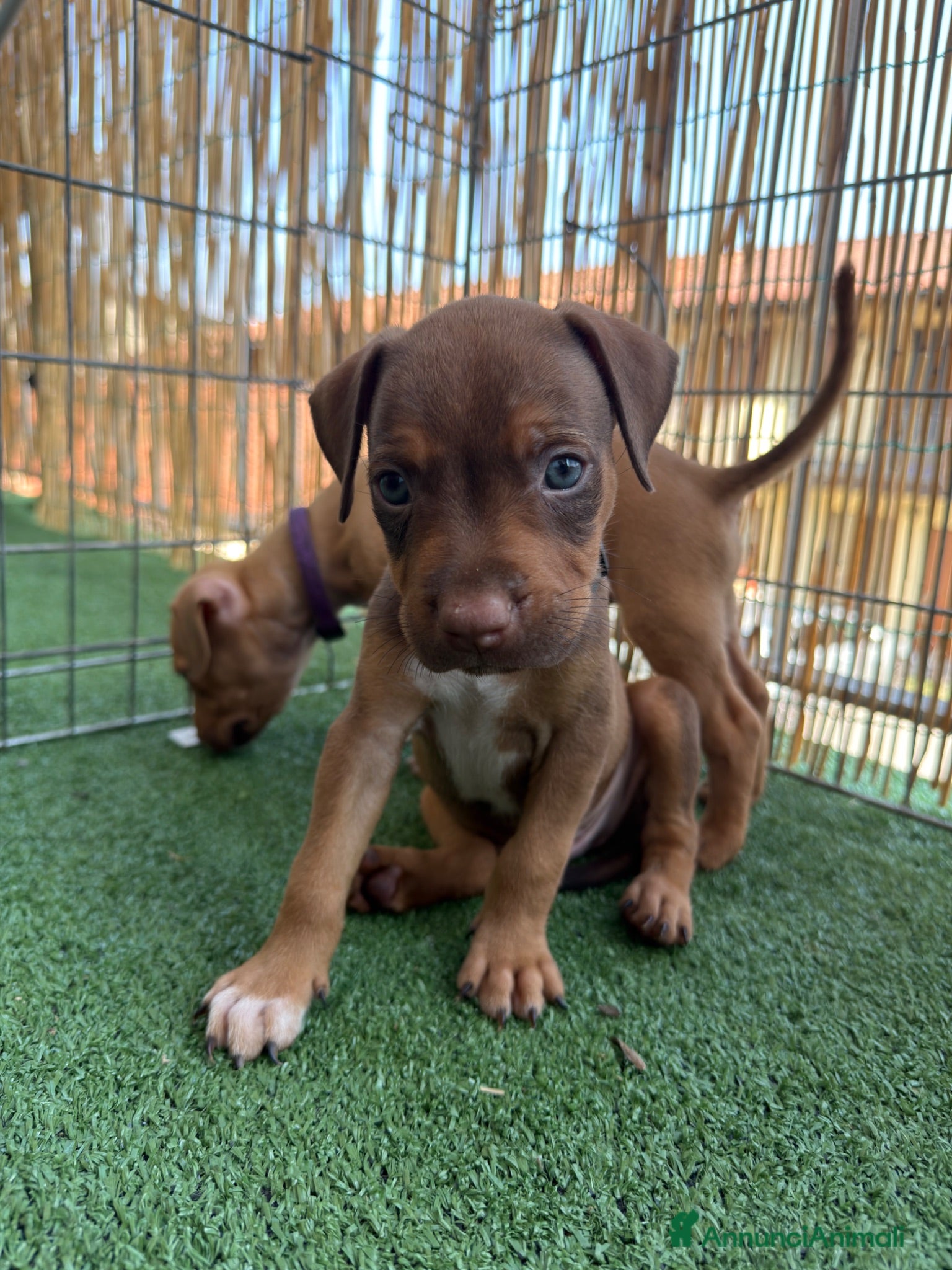 Pitbull cani ULTIMI 3MASCHIETTI DI PITBULL UKC CON PEDIGREE - Annuncio 1