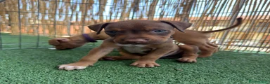 Pitbull 1