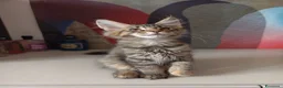 Maine Coon gatti in vendita: Cucciola tigrata Maine coon  - Annuncio 3