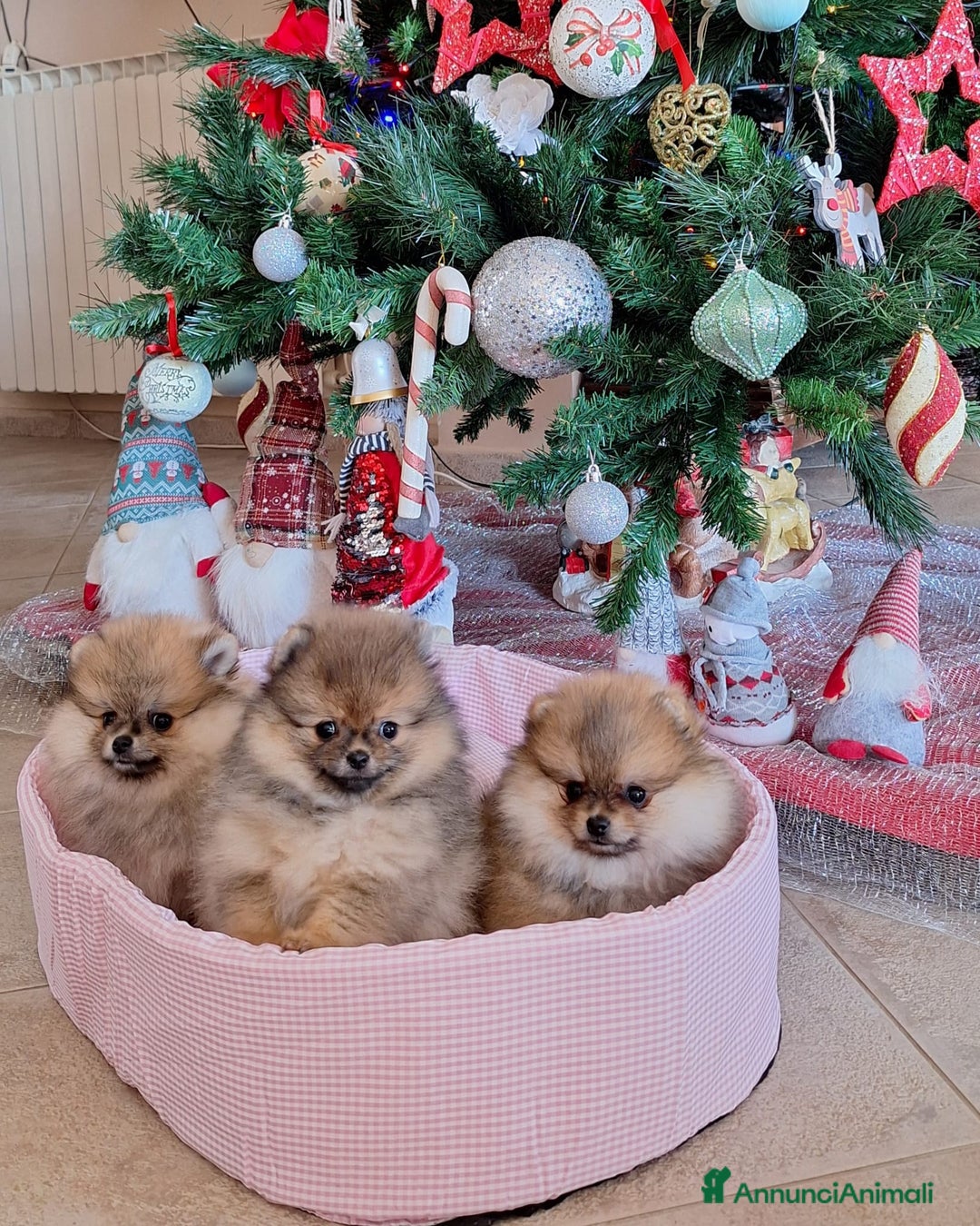 Volpino Pomerania cani in vendita: Spitz tedesco nano - Annuncio 6