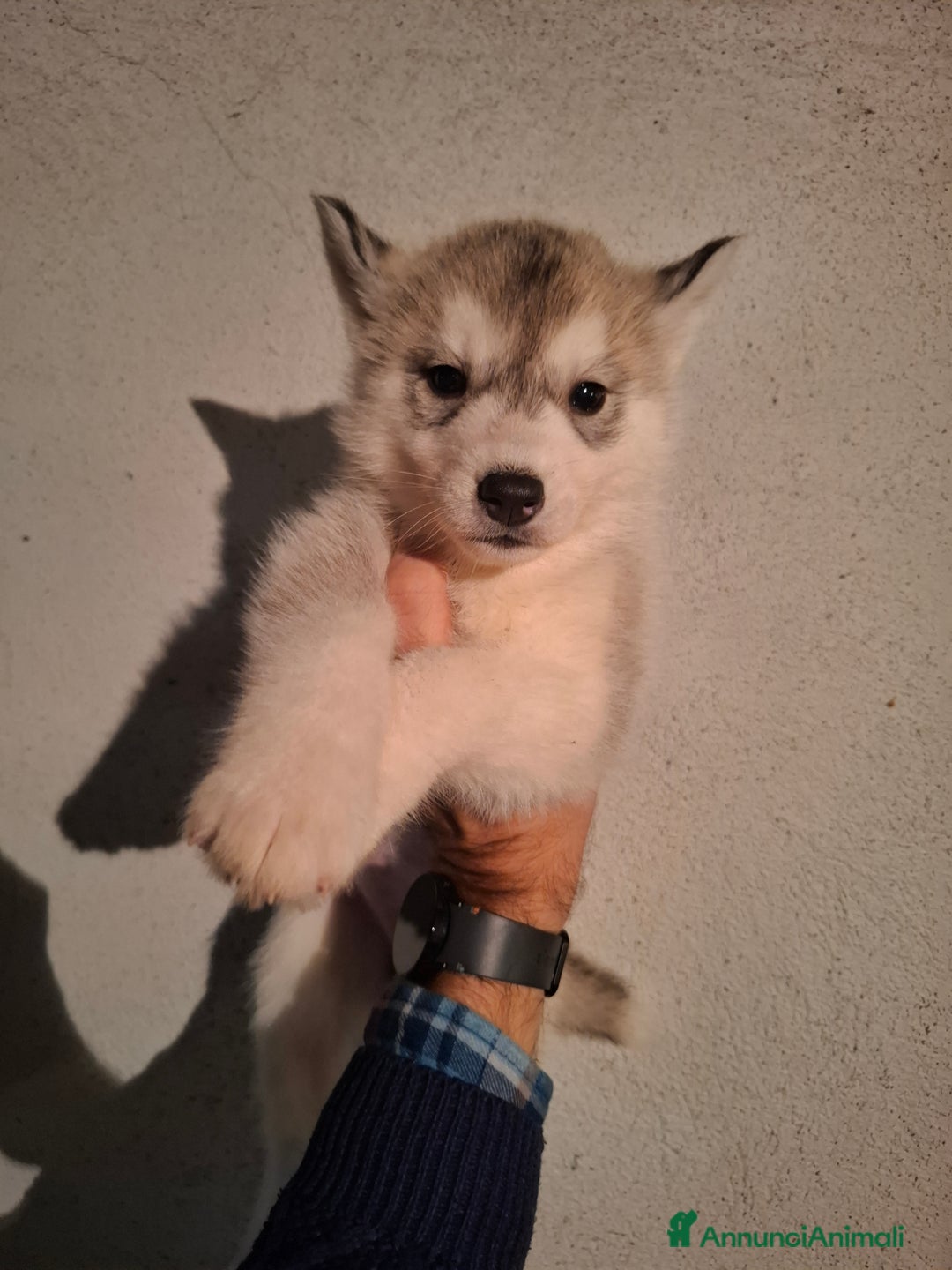 Husky cani in vendita: Cucciola Siberian Husky con pedigree - Annuncio 5